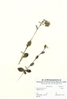 藏品(見霜黃)的圖片